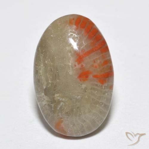 6.51ct Naturel Multicolore Corail, ovale, Translucide