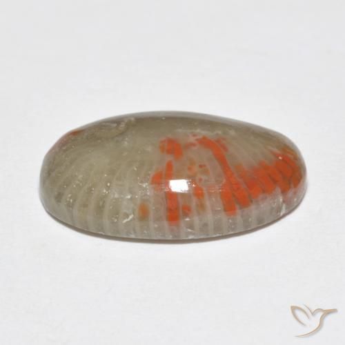 Corail Multicolore naturelle ovale, 6.51 ct, Translucide