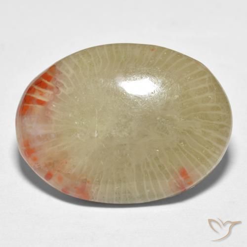Corail Multicolore naturelle ovale, 13.10 ct, Translucide