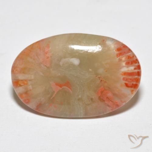 Corail Multicolore naturelle ovale, 6.23 ct, Translucide