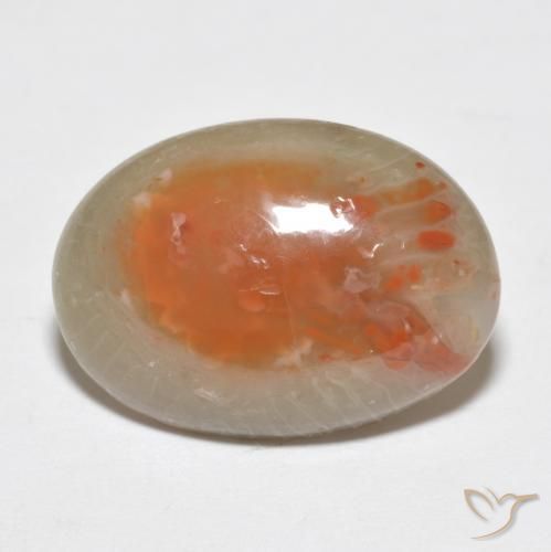 Corail Multicolore naturelle ovale, 7.46 ct, Translucide