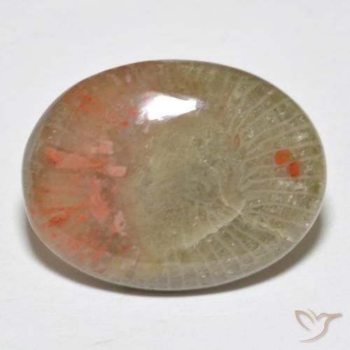 Corail Multicolore naturelle ovale, 10.63 ct, Translucide