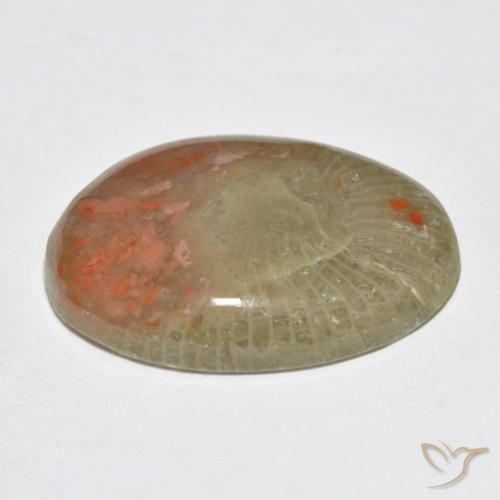 Corail Multicolore naturelle ovale, 10.63 ct, Translucide