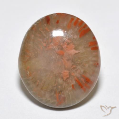 9.15ct Naturel Multicolore Corail, ovale, Translucide