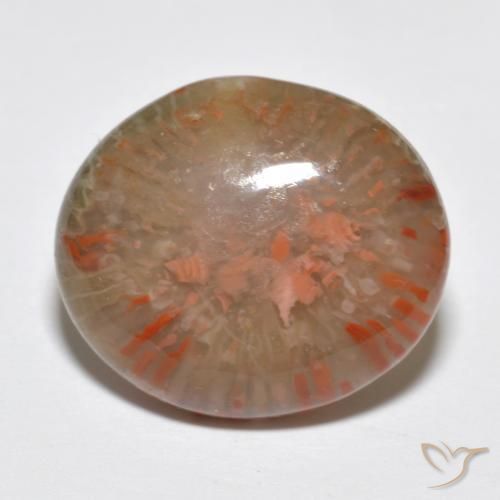 Corail Multicolore naturelle ovale, 9.15 ct, Translucide