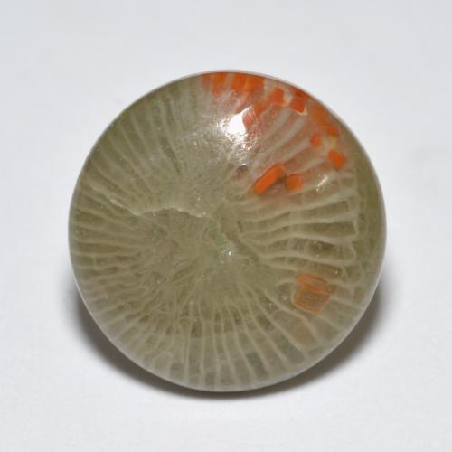 Corail multicolore naturelle coupe roude, 5,10 ct, translucide