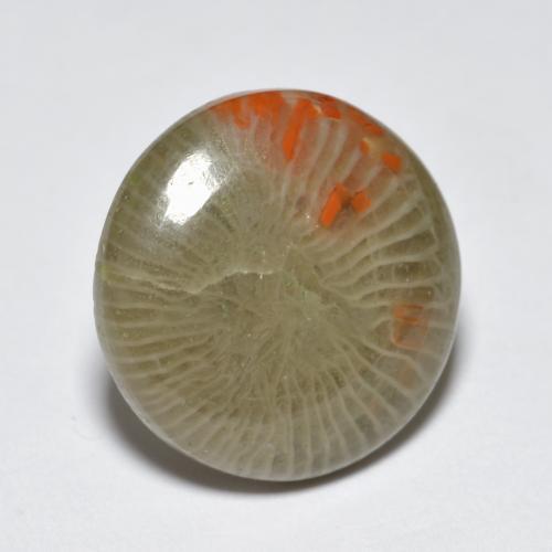Corail multicolore naturelle coupe roude, 5,10 ct, translucide