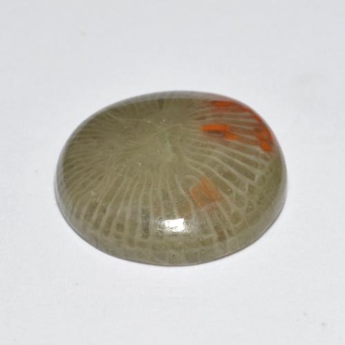 Corail multicolore naturelle coupe roude, 5,10 ct, translucide