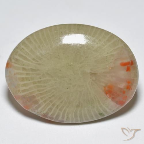 Corail Multicolore naturelle ovale, 12.56 ct, Translucide