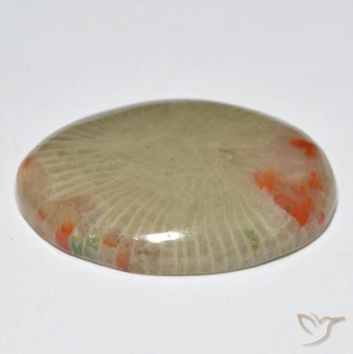 Corail Multicolore naturelle ovale, 12.56 ct, Translucide
