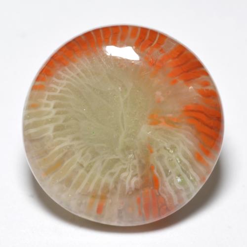 Corail multicolore naturelle coupe roude, 10,03 ct, opaque