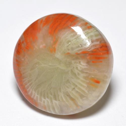 Corail multicolore naturelle coupe roude, 10,03 ct, opaque