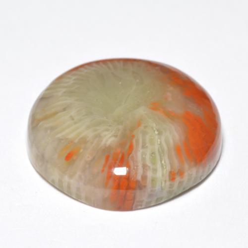 Corail multicolore naturelle coupe roude, 10,03 ct, opaque