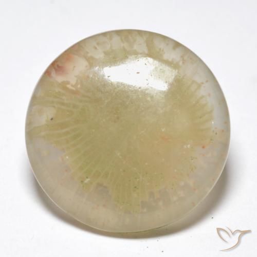 10.55ct Naturel Multicolore Corail, Tour, Translucide