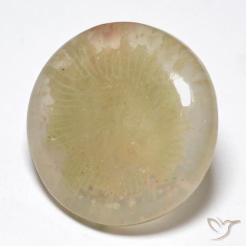 Corail Multicolore naturelle Tour, 10.55 ct, Translucide