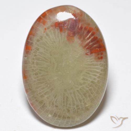10.32ct Naturel Multicolore Corail, ovale, Translucide