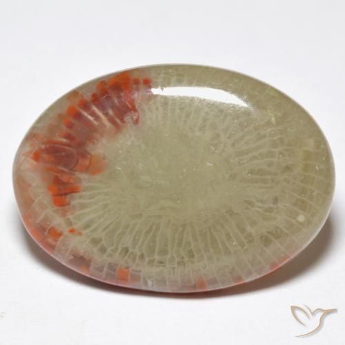 Corail Multicolore naturelle ovale, 10.32 ct, Translucide
