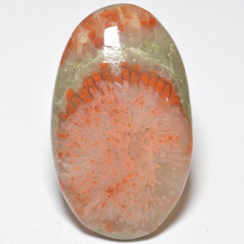 Corail multicolore naturelle coupe ovale, 11,38 ct, translucide