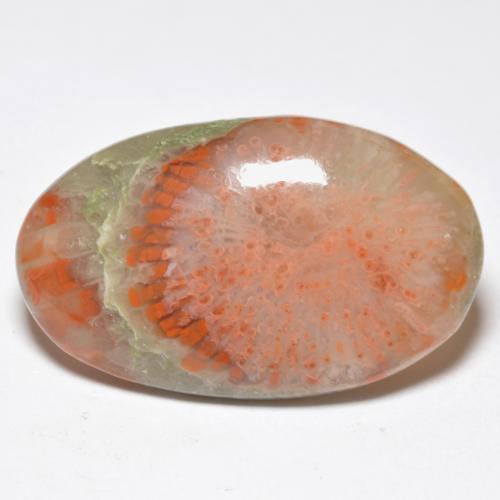 Corail multicolore naturelle coupe ovale, 11,38 ct, translucide