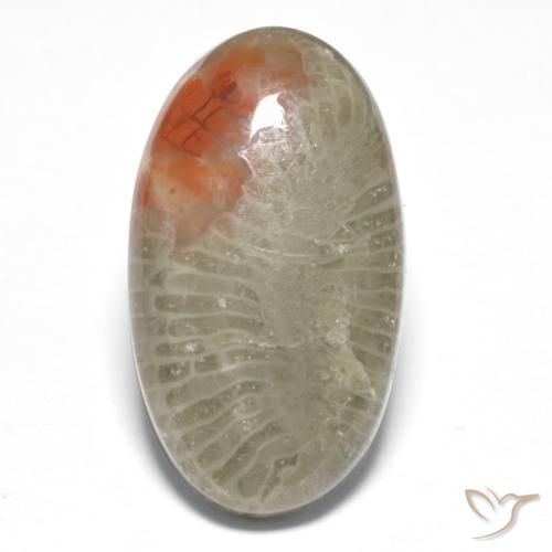 8.25ct Naturel Multicolore Corail, ovale, Translucide