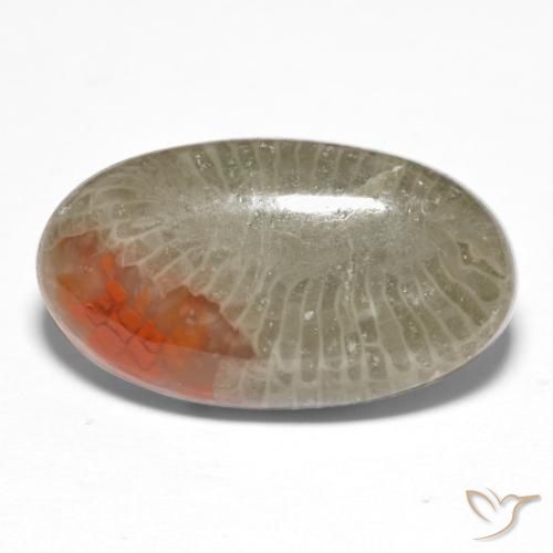 Corail Multicolore naturelle ovale, 8.25 ct, Translucide