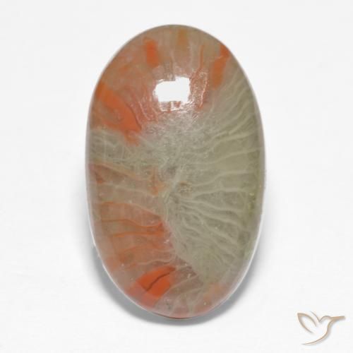 5.68ct Naturel Multicolore Corail, ovale, Translucide