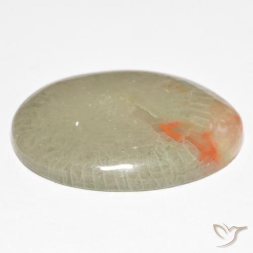 Corail Multicolore naturelle ovale, 15.23 ct, Translucide
