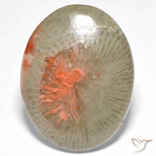 18.98ct Naturel Multicolore corail, ovale, Translucide