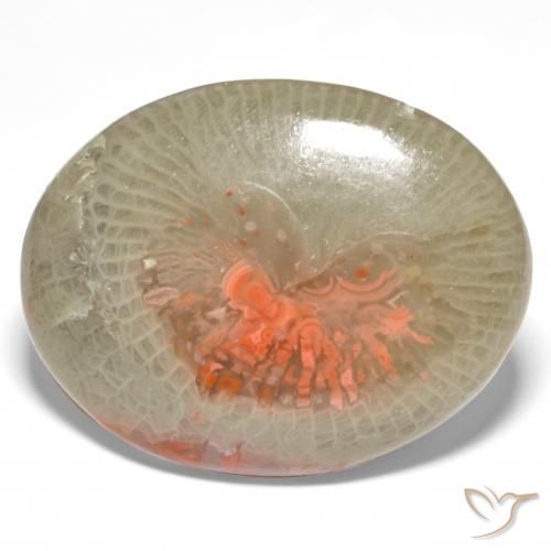 Corail Multicolore naturelle ovale, 18.98 ct, Translucide
