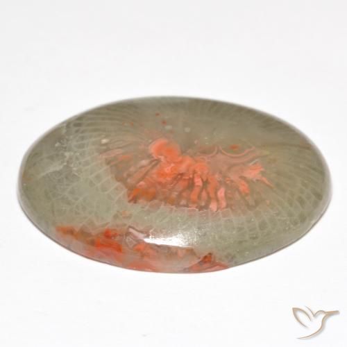 Corail Multicolore naturelle ovale, 18.98 ct, Translucide