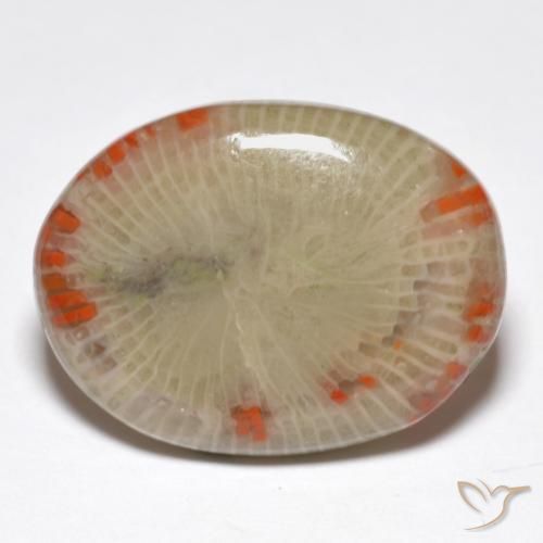Corail Multicolore naturelle ovale, 14.86 ct, Translucide