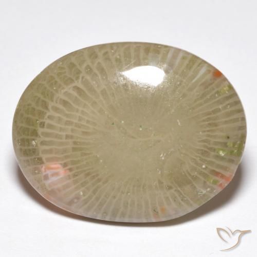 Corail Multicolore naturelle ovale, 13.91 ct, Translucide