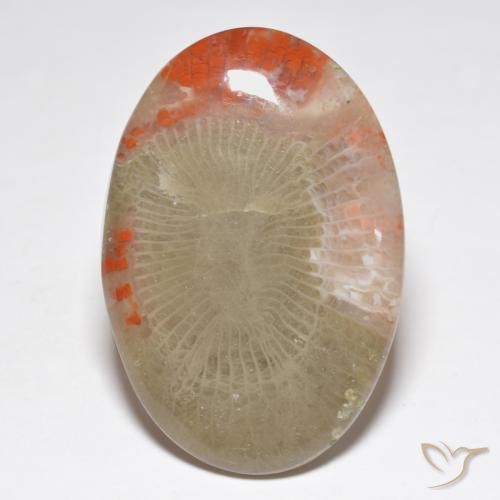 31.32ct Naturel Multicolore Corail, ovale, Translucide
