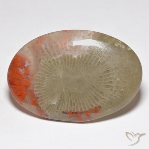 Corail Multicolore naturelle ovale, 31.32 ct, Translucide