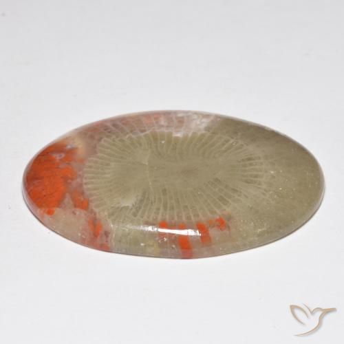 Corail Multicolore naturelle ovale, 31.32 ct, Translucide