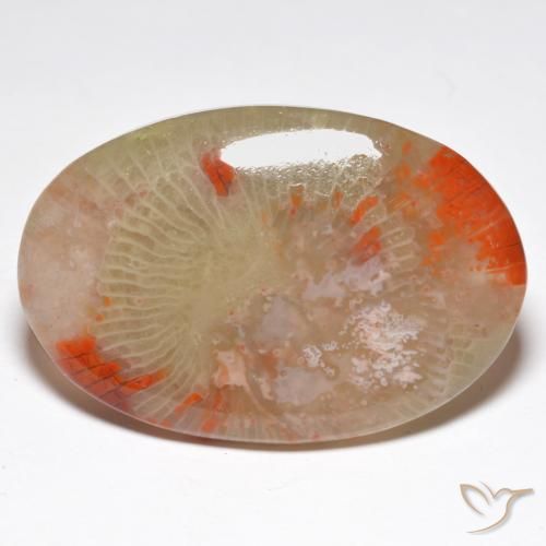 Corail Multicolore naturelle ovale, 27.91 ct, Translucide