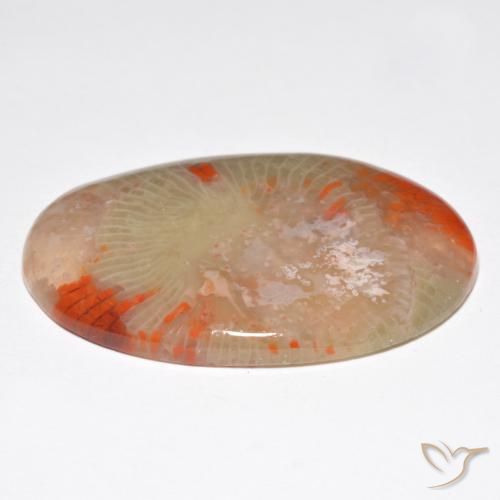 Corail Multicolore naturelle ovale, 27.91 ct, Translucide