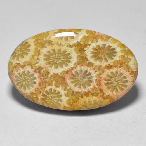 Corail multicolore naturelle coupe ovale, 15,10 ct, opaque
