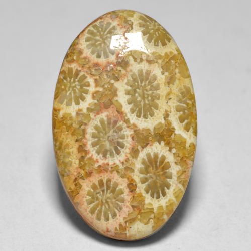 Corail multicolore naturelle coupe ovale, 15,10 ct, opaque