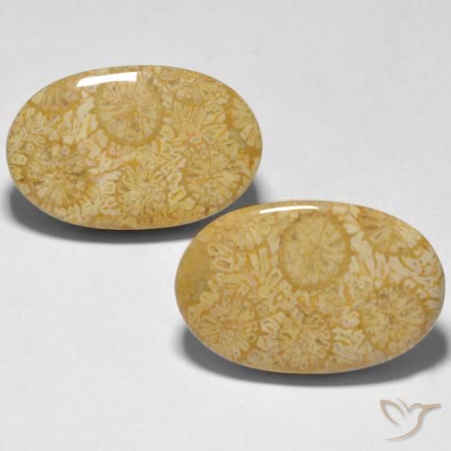24.74ctw Naturel Multicolore Corail, ovale, Opaque