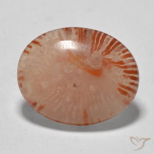 Corail Multicolore naturelle ovale, 9.94 ct, Translucide