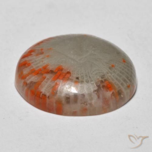 Corail Multicolore naturelle Tour, 13.11 ct, Translucide