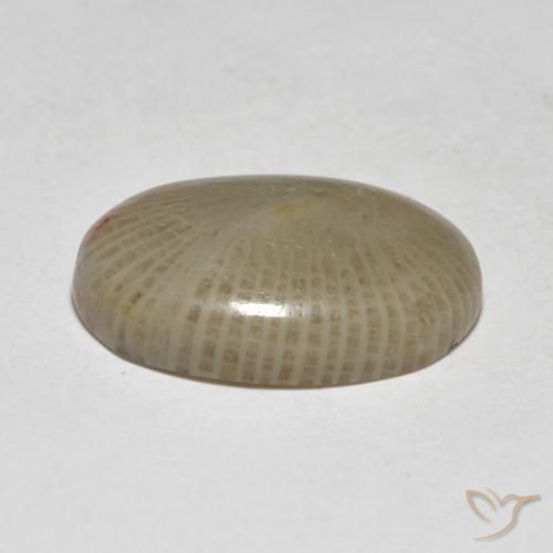 Corail Multicolore naturelle ovale, 7.50 ct, Translucide