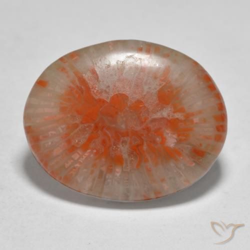 Corail Multicolore naturelle ovale, 11.21 ct, Translucide