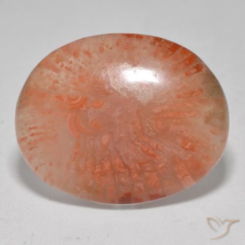 Corail Multicolore naturelle ovale, 12.52 ct, Translucide