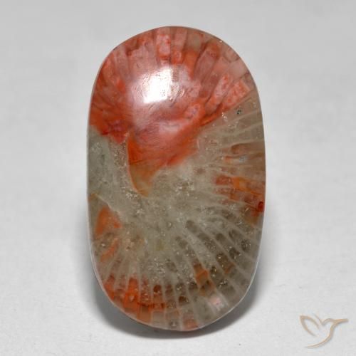 Corail Multicolore naturelle ovale, 7.97 ct, Translucide