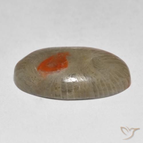 Corail Multicolore naturelle ovale, 9.31 ct, Translucide
