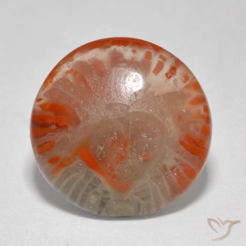5.76ct Naturel Multicolore Corail, Tour, Translucide