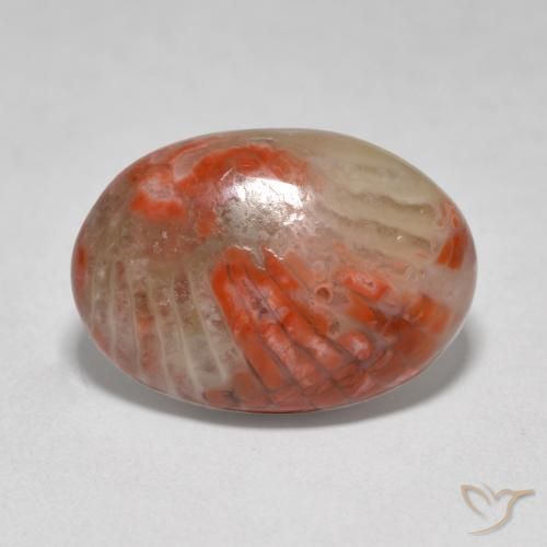 Corail Multicolore naturelle ovale, 6.07 ct, Translucide