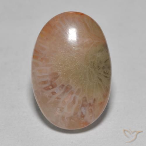 Corail Multicolore naturelle ovale, 7.25 ct, Translucide